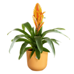 jazz round 19cm amber yellow